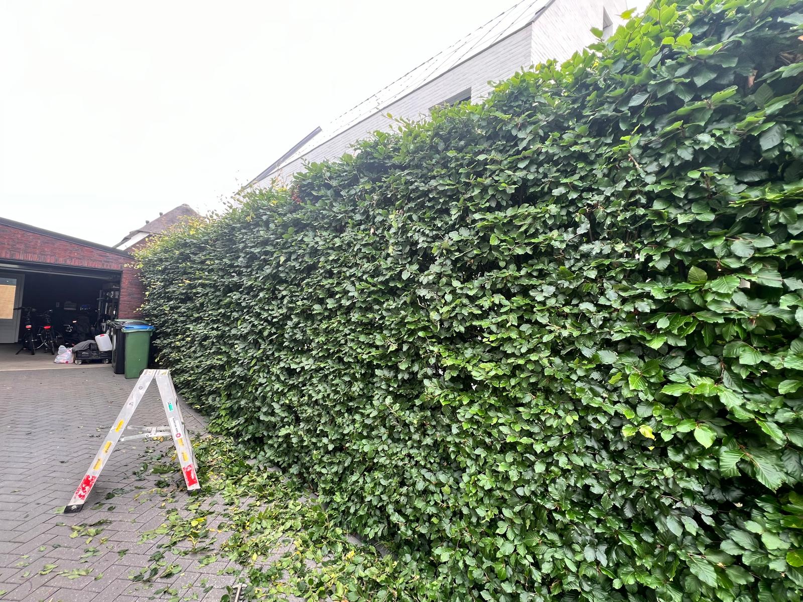 Strak gesnoeide beukenhaag na professioneel tuinonderhoud